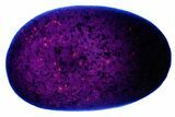 Fluorescent Yooperlite Pebble - Michigan #176863-1